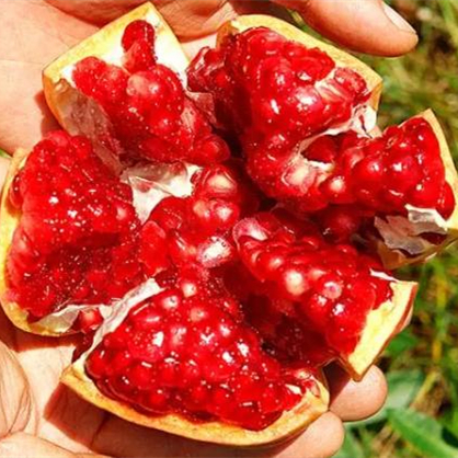 吃石榴吐籽還是不吐，吃石榴的好處與壞處