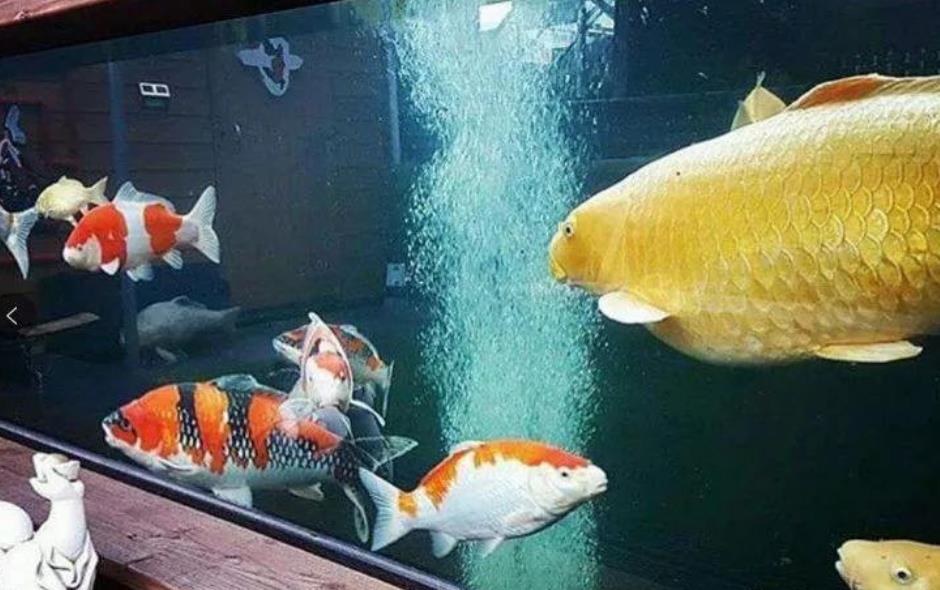 錦鯉一般養(yǎng)幾條最吉利，錦鯉魚飼養(yǎng)方法