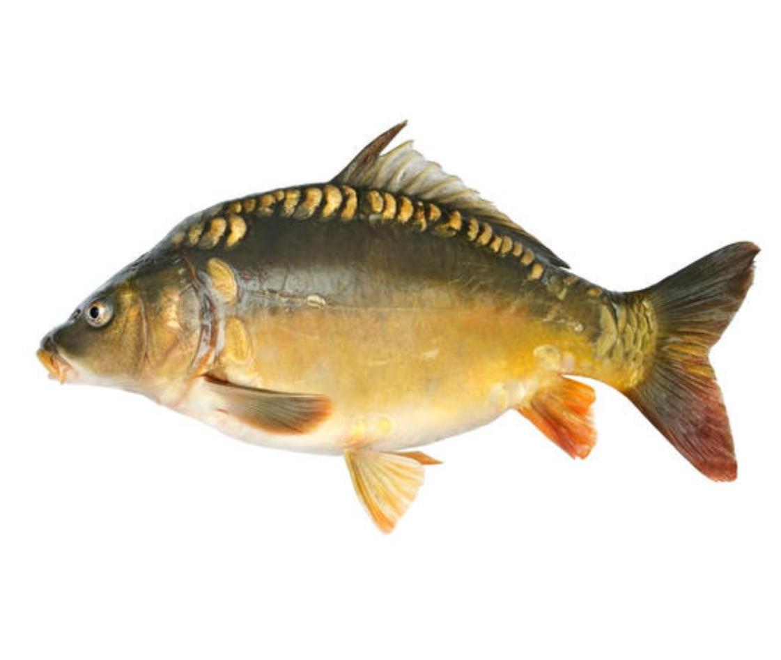 三道鱗魚(yú)為什么不宜吃